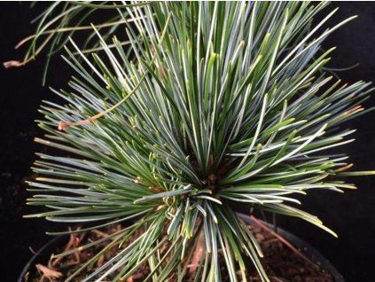Borovice korejská 'Chitjen'  Pinus koraiensis 'Chitjen'