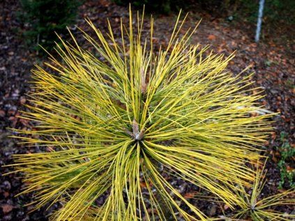 Borovice Jeffreyova 'Misty Lemon'  Pinus jeffreyi 'Misty Lemon'
