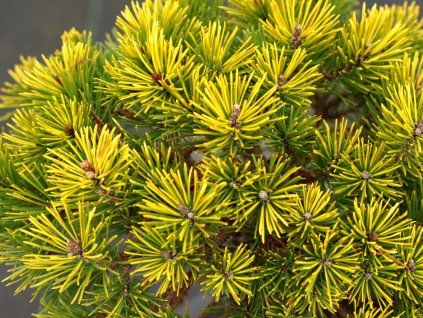 Borovice kleč 'Butternut'  Pinus mugo 'Butternut'
