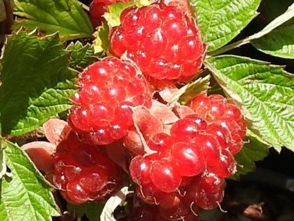 Ostružiník nutkajský 'Dorman Red'  Rubus parviflorus 'Dorman Red'