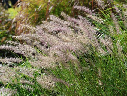 Dochan východní 'JS Dance with Me'® - Pennisetum orientale 'JS Dance with Me'®  Pennisetum orientale 'JS Dance with Me'®
