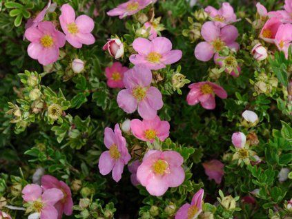 Mochna křovitá 'Pink Queen'  Potentilla fruticosa 'Pink Queen'