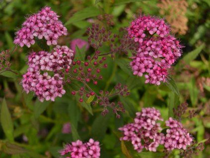 Tavolník japonský 'Anthony Waterer'  Spiraea japonica 'Anthony Waterer'