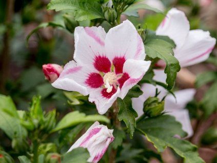 Ibišek syrský 'Mathilde'  Hibiscus syriacus 'Mathilde'