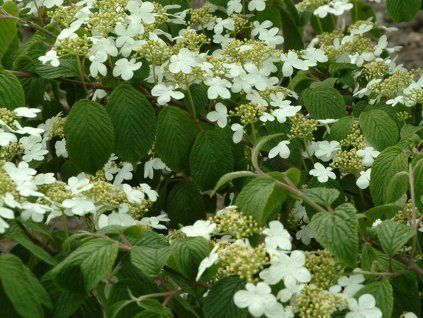 Kalina japonská f. tomentosum  Viburnum plicatumf. tomentosum