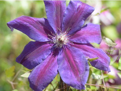 Plamének 'Grzes'  Clematis 'Grzes'