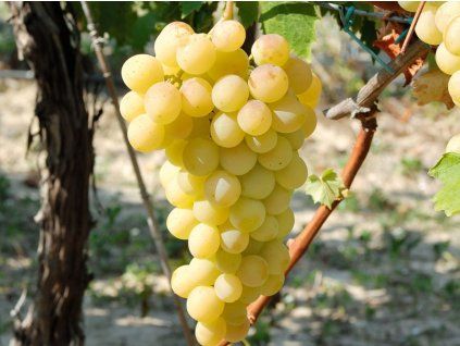 Réva vinná 'Luisa'  Vitis vinifera 'Luisa'