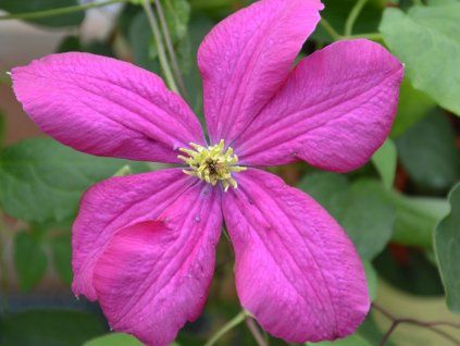 Plamének 'Kryspina'  Clematis 'Kryspina'