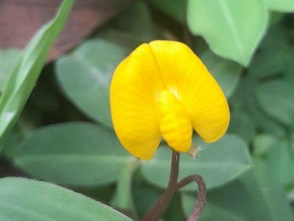 Podzemnice olejná 'Just So'  Arachis hypogaea 'Just So'