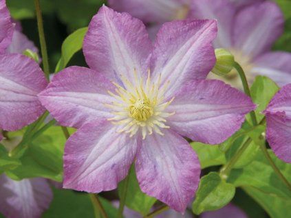 Plamének 'Polka'  Clematis 'Polka'