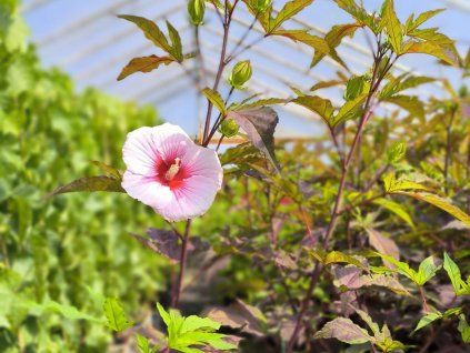 Ibišek bahenní TOMA 'Big Pansy' - Hibiscus TOMA 'Big Pansy'  Hibiscus TOMA 'Big Pansy'