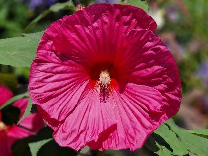Ibišek bahenní TOMA 'Large Lollipop' - Hibiscus TOMA 'Large Lollipop'  Hibiscus TOMA 'Large Lollipop'