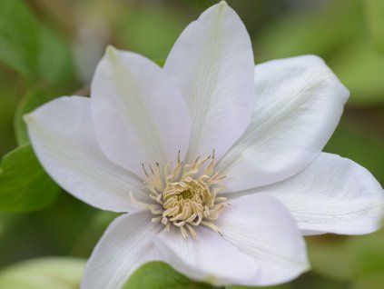 Plamének 'Sweet Morning'  Clematis 'Sweet Morning'
