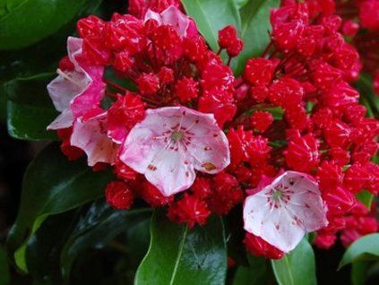Mamota, kalmie 'Firecracker'  Kalmia 'Firecracker'