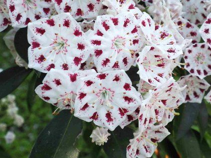 Mamota, kalmie 'Ring Dance'  Kalmia 'Ring Dance'