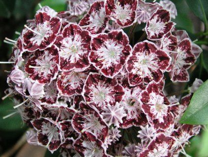 Mamota, kalmie 'Ufo'  Kalmia 'Ufo'