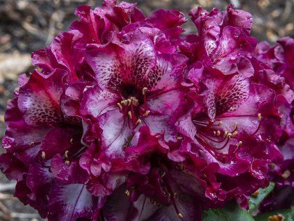 Rododendron 'Painted Purple'  Rhododendron 'Painted Purple'