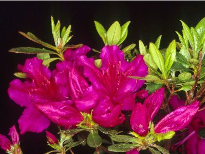 Japonská azalka 'Fuksja'  Rhododendron obtusum 'Fuksja'