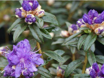 Rododendron obtížený 'Maggie'  Rhododendron impeditum 'Maggie'