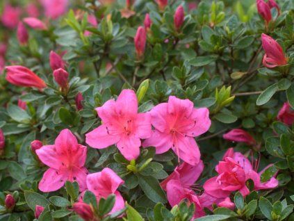 Japonská azalka 'Wombat'  Azalea japonica 'Wombat'