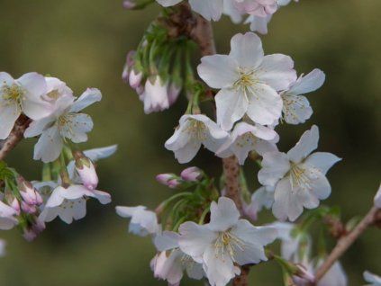 Třešeň kurilská 'Brilliant'  Prunus nipponica 'Brilliant'