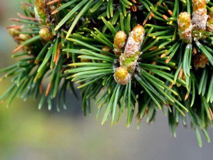Borovice kleč 'WB Mops Bašť'  Pinus mugo 'WB Mops Bašť'