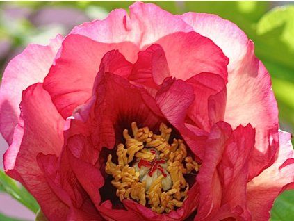 Pivoňka dřevitá 'Gauguin'  Paeonia suffruticosa 'Gauguin'