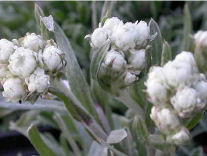 Kociánek dvoudomý 'Weisse Immortelle' - Antennaria dioica 'Weisse Immortelle'  Antennaria dioica 'Weisse Immortelle'