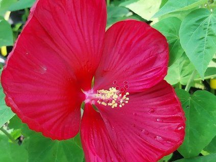 Ibišek bahenní 'Nippon Red'  Hibiscus moscheutos 'Nippon Red'