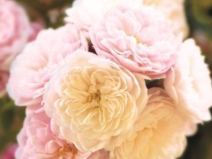 Stromková růže 'Alina Starlet Rose®'  Rosa 'Alina Starlet Rose®'