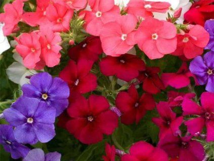 Achimenes - Mix  Achimenes