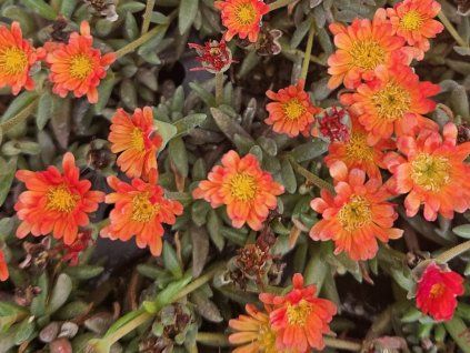 133734 kosmatec kupferstern delosperma kupferstern