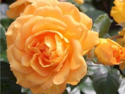 Stromková růže 'Goldelse®'  Rosa 'Goldelse®'