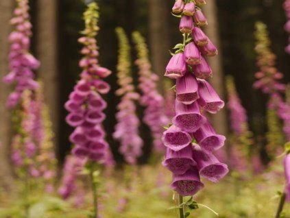 Náprstník červený 'Purple' - Digitalis purpurea 'Purple'  Digitalis purpurea 'Purple'
