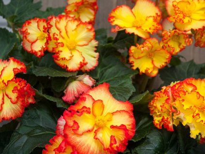 Begonie 'Bicolor Crispa Marginata' Yellow & Red  Begonia 'Bicolor Crispa Marginata' Yellow & Red
