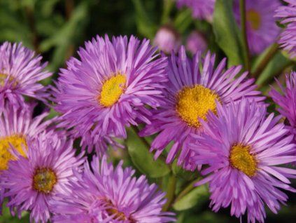 Turan ‘Rosa Triumph’ - Erigeron ‘Rosa Triumph’  Erigeron ‘Rosa Triumph’