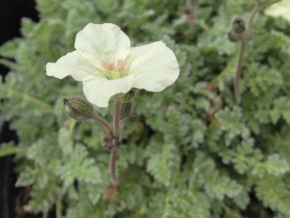 Pumpava zlatá - Erodium chrysanthum  Erodium chrysanthum