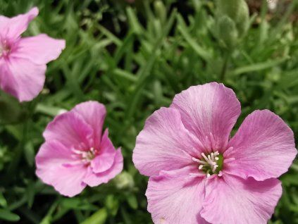 Mydlice 'Líbeznice' - Saponaria 'Líbeznice'  Saponaria 'Líbeznice'