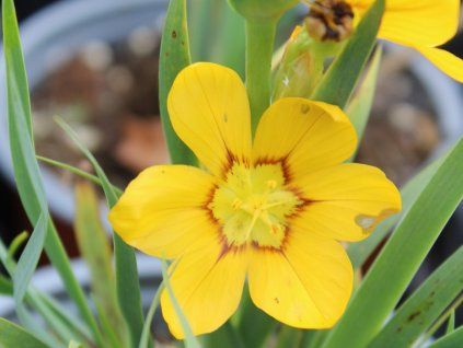 Badil velkoplodý - Sisyrinchium macrocarpum  Sisyrinchium macrocarpum