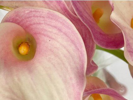 Kala 'Blushing Lady'  Calla 'Blushing Lady'