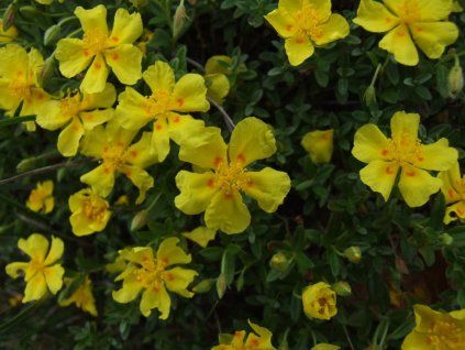Devaterník půlměsíčitý - Helianthemum lunulatum  Helianthemum lunulatum