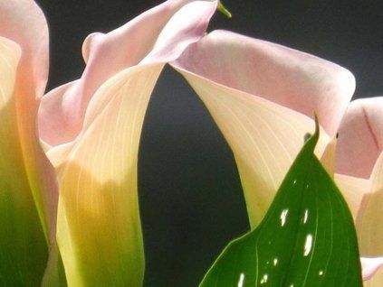 Kala 'Captain Marrero'  Calla 'Captain Marrero'
