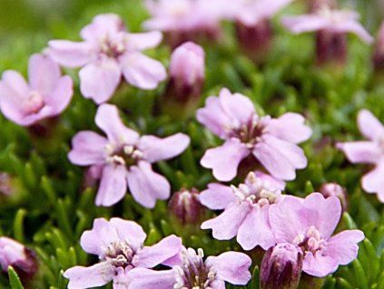 Silenka bezlodyžná 'Correvoniana' - Silene acaulis 'Correvoniana'  Silene acaulis 'Correvoniana'