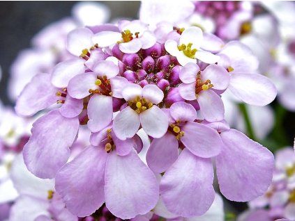 Iberka vždyzelená 'Pink Ice' - Iberis sempervirens 'Pink Ice'  Iberis sempervirens 'Pink Ice'
