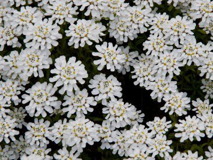Iberka vždyzelená 'Wunderstumpfchen' - Iberis sempervirens 'Wunderstumpfchen'  Iberis sempervirens 'Wunderstumpfchen'