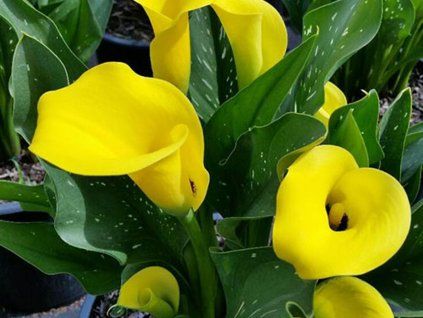 Kala 'Summer Bright'  Calla 'Summer Bright'