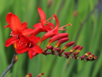 Montbrécie 'Lucifer'  Crocosmia 'Lucifer'
