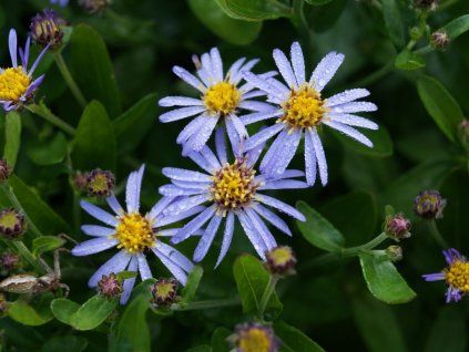 Hvězdnice var. adustus 'Nanus' - Aster ageratoides var. adustus 'Nanus'  Aster ageratoides var. adustus 'Nanus'