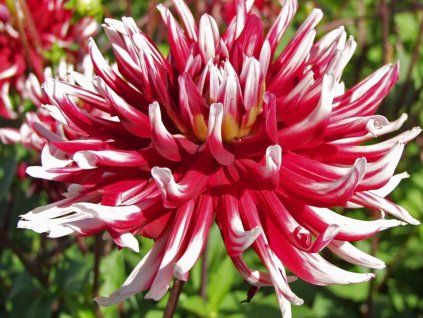 Jiřina 'Friquolet'  Dahlia 'Friquolet'