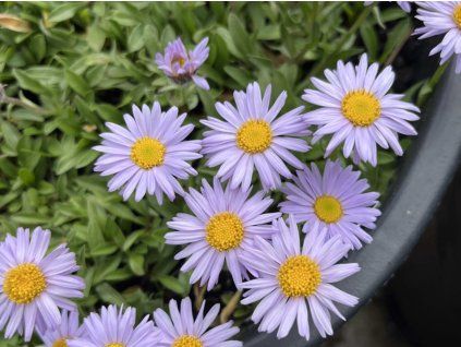 Hvězdnice Andersonova  - Aster andersonii  Aster andersonii